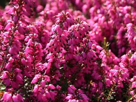 Erica darleyensis 'Kramer's Rote' - Vřesovec darlejský - Levandule online