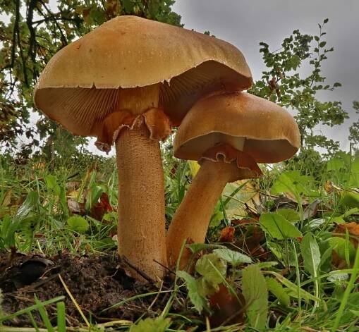 bedlovnice zlatá – Phaeolepiota aurea, Chebsko - foto: Miloš Krčil