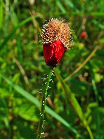 Soubor:Papaver rhoeas 002.JPG – Wikipedie
