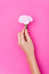 Pohled shora na ženskou ruku s nehty pokrytými lesklým smaltem a karafiátem na růžovém pozadí — Stock obrázek