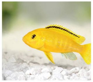 Tlamovec černoploutvý - Labidochromis yellow title=