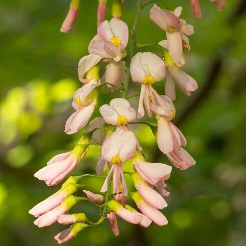 křehovětvec 'Perkins Pink' - Dendrologická zahrada Průhonice