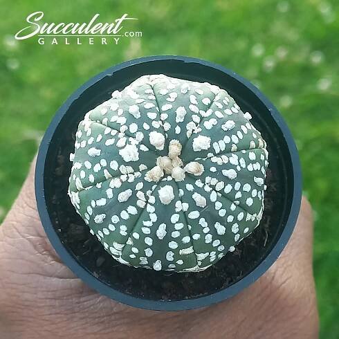 Astrophytum ‘Super Kabuto’ SG A5-018