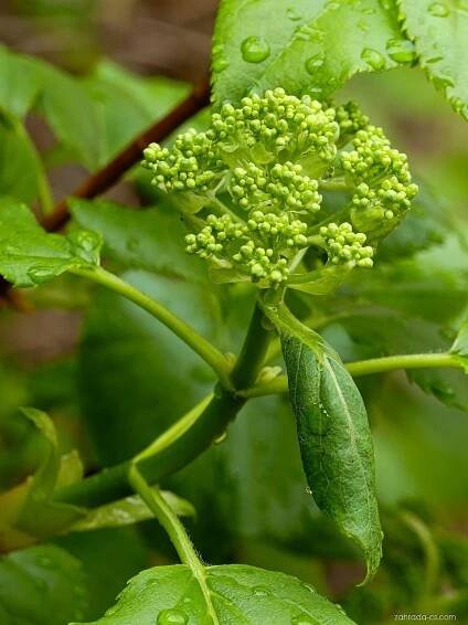 Hortenzie řapíkatá - Hydrangea petiolaris