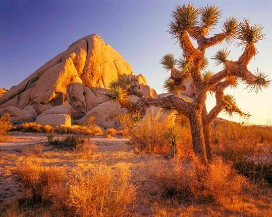 národní park joshua tree - národní park joshua tree - stock snímky, obrázky a fotky