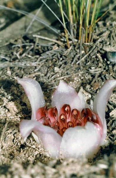Rhizanthella johnstonii