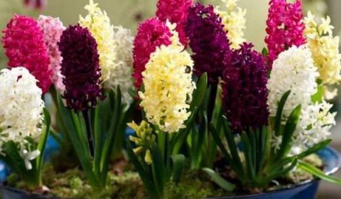 Hyacint v květináči: domácí péče, výsadba a vynucování