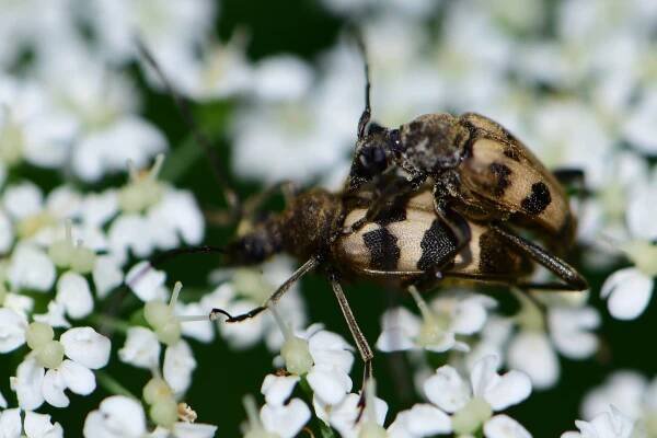 Cerambycidae – Tesaříkovití – (Ne)viditelné krásky 