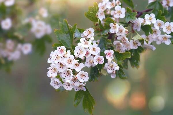 Hawthorn Flowers Branch Photo Free Stock Photo - Public Domain Pictures