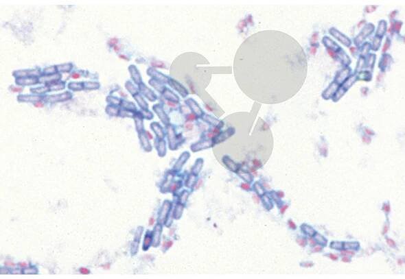 Bacillus subtilis, Bacil senný