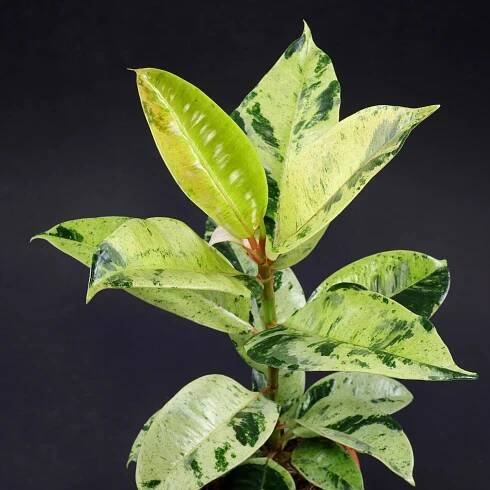 Ficus elastica Shivereana
