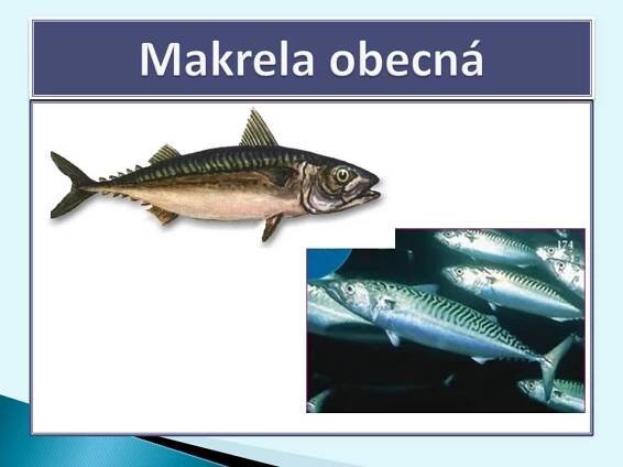 Poznávání rybiček – Materiály pro žáky ZŠ