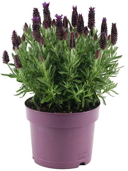 OBI Levandule (Lavandula stoechas) "Anouk Premium Star" pr. cca 17 cm