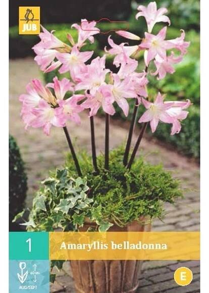 Amarylka BELLADONNA - 1 cibule