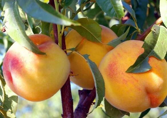 Sloupovitý Peach Steinberg