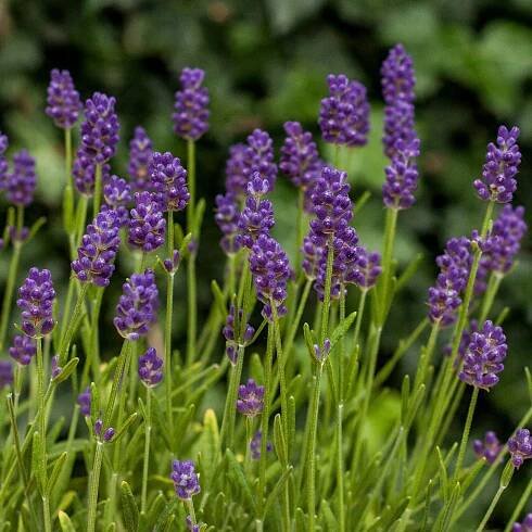 LEVANDULA ANGUSTIFOLIA -  THUMBELINA LEIGHT