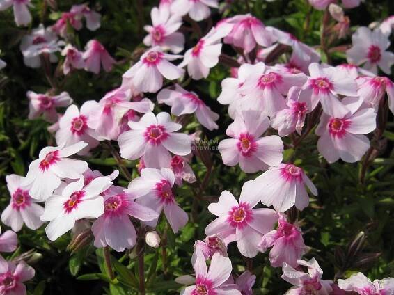 Phlox subulata " Coral Eye " - flox, plamenka Zahradnictví Krulichovi - zahradnictví, květinářství, trvalky, skalničky