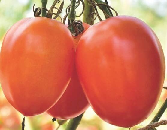 Tomato – Asian and tropical vegetable seeds
