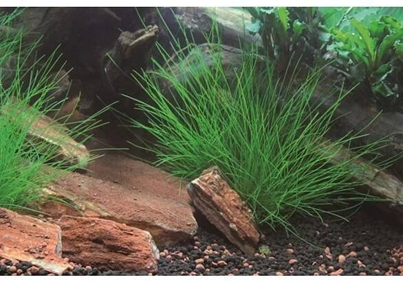Dennerle Plants Eleocharis acicularis - V květináči
