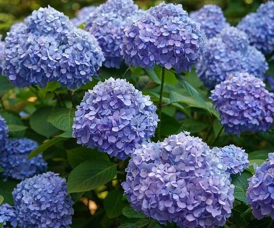 blue hydrangea Bloomstruck in full bloom