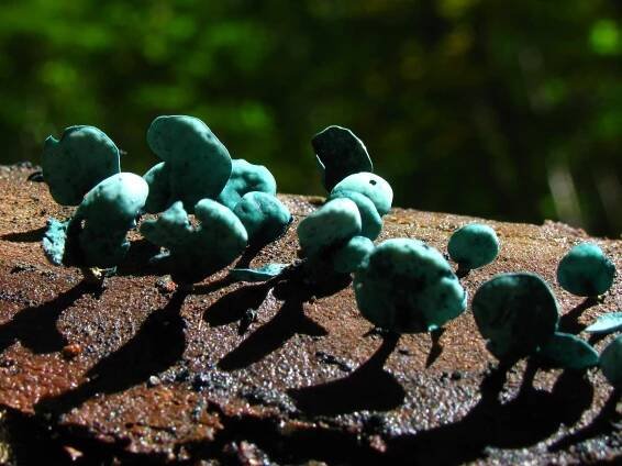 Pezizomycotina