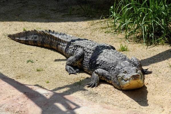 krokodýl nilský | Zoo Hluboká 