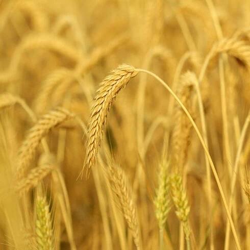 What Is Triticale – Learn How To Grow Triticale Cover Crops