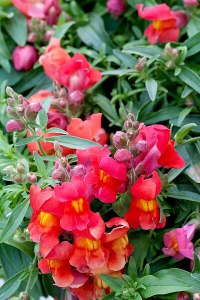 Trailing snapdragon Antirrhinum 'Candy Showers Orange'