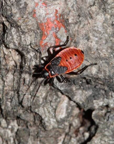 Pyrrhocoris apterus - ruměnice pospolná | Pyrrhocoridae - ruměnicovití | Natura Bohemica