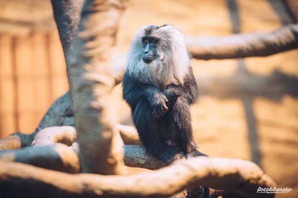 Ostravská ZOO a nový objektiv SAMYANG – FLOG | JAN DVOJAN – osobní blog, fotografie, grafika, lifestyle | rodinny-fotograf.cz
