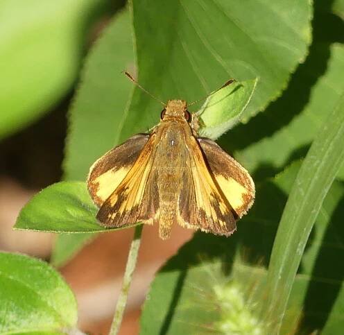 orange skipper