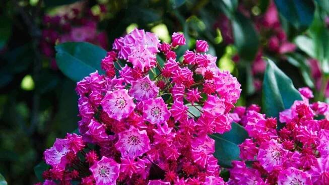 Cluster of bright pink or red mountain laurel flowers in bloom