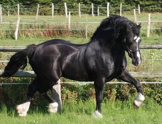 Welsh Cob Pony