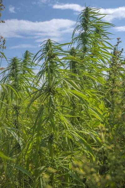 CBD - zázračná látka z konopí - Vitamíny bez cenzury
