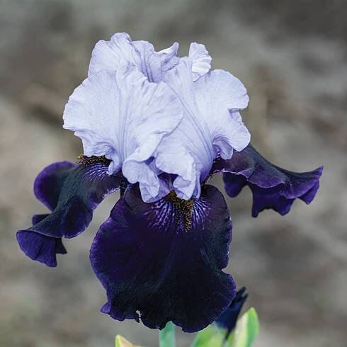 Iris, Bearded, Dangerous Mood