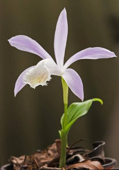 Pleione formosana