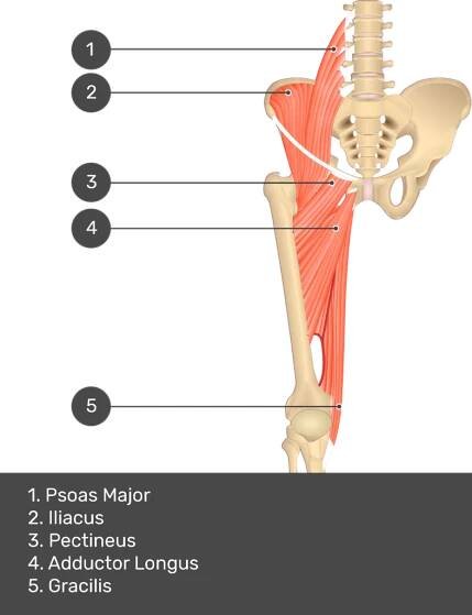 A quiz image of the anterior view of the thigh, pelvis and lower section of the vertebral column. The muscles of the anterior thigh are numbered 1 to 9. The answers revealed at the bottom are as follows 1. Psoas Major 2. Iliacus 3. Pectineus 4. Adductor Longus 5. Gracilis.