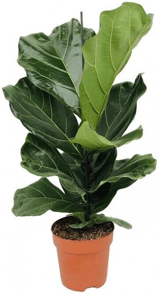 Plants - Leafy Life
