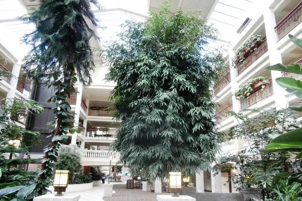 Gallery - Skyway Greenery