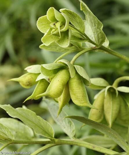 Helleborus foetidus – čemeřice smrdutá