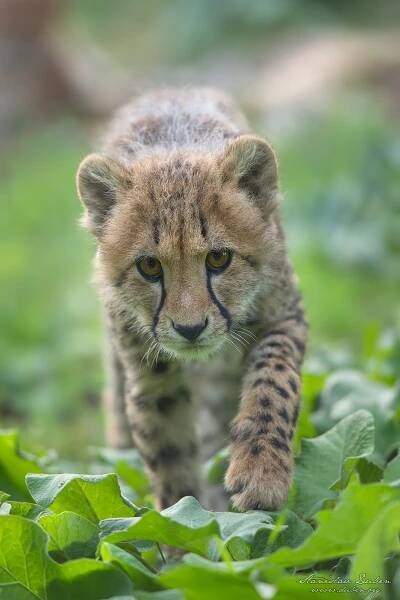 Gepard