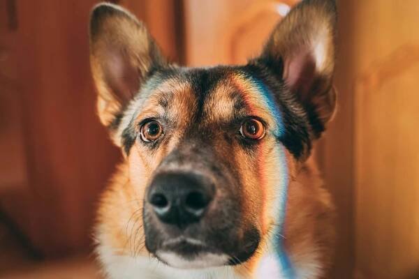 Smrtelné nemoci psů: vzteklina, psinka, Aujezskyho choroba - uVeterinarky.cz