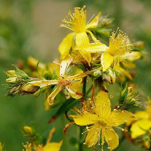 Semena Třezalka tečkovaná (Hypericum perforatum)