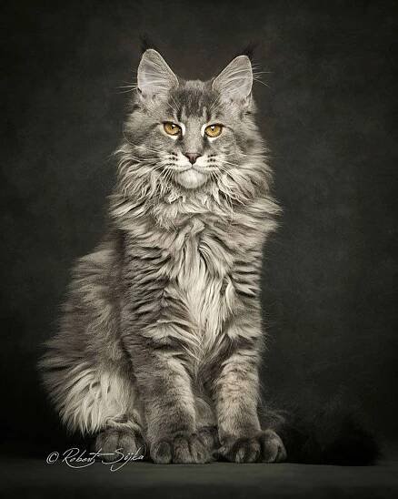 maine-coon-cat-photography-robert-sijka-63-57ad8f2a1257b__880