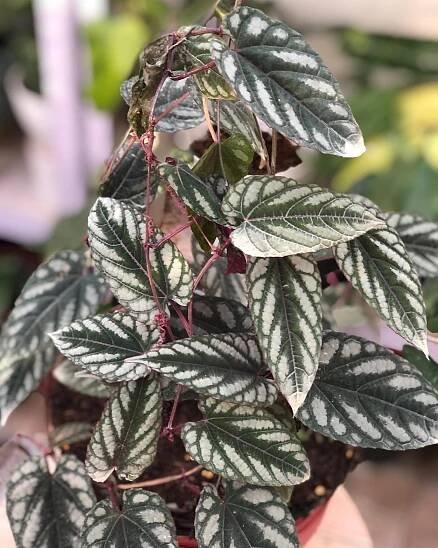 Rex Begonia Vine instagram @beleaf_and_raindrops