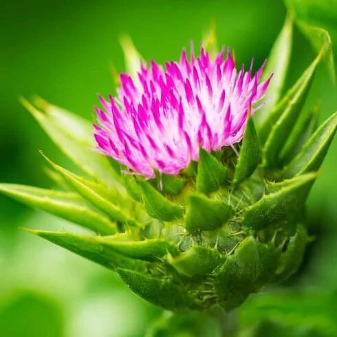 Milk Thistle Benefits, Side Effects and Dosage - Dr. Axe