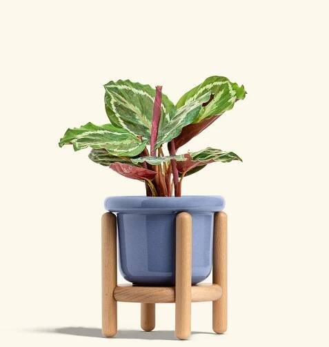Calathea Medallion in a 4 inches Fat Lip Blue Planter in a Beech Wood Stand