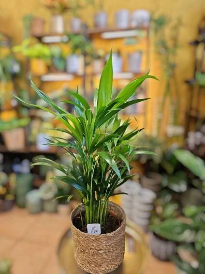 Dypsis Lutescens XL