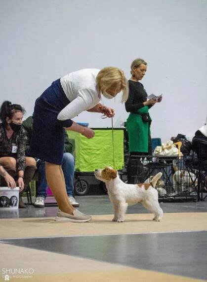 2 x CACIB Poznań, Poland Winner & CQ’22 | Jack Russell Terrier