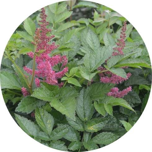 Čechrava Arendsova - Astilbe arendsii 'Paul Gaarder'